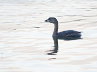 Pied billed Grebe